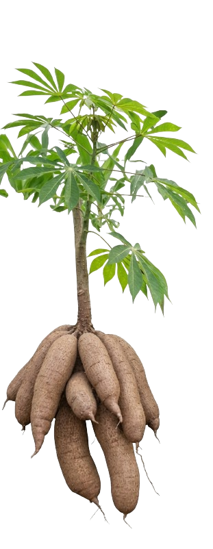 Header Cassava