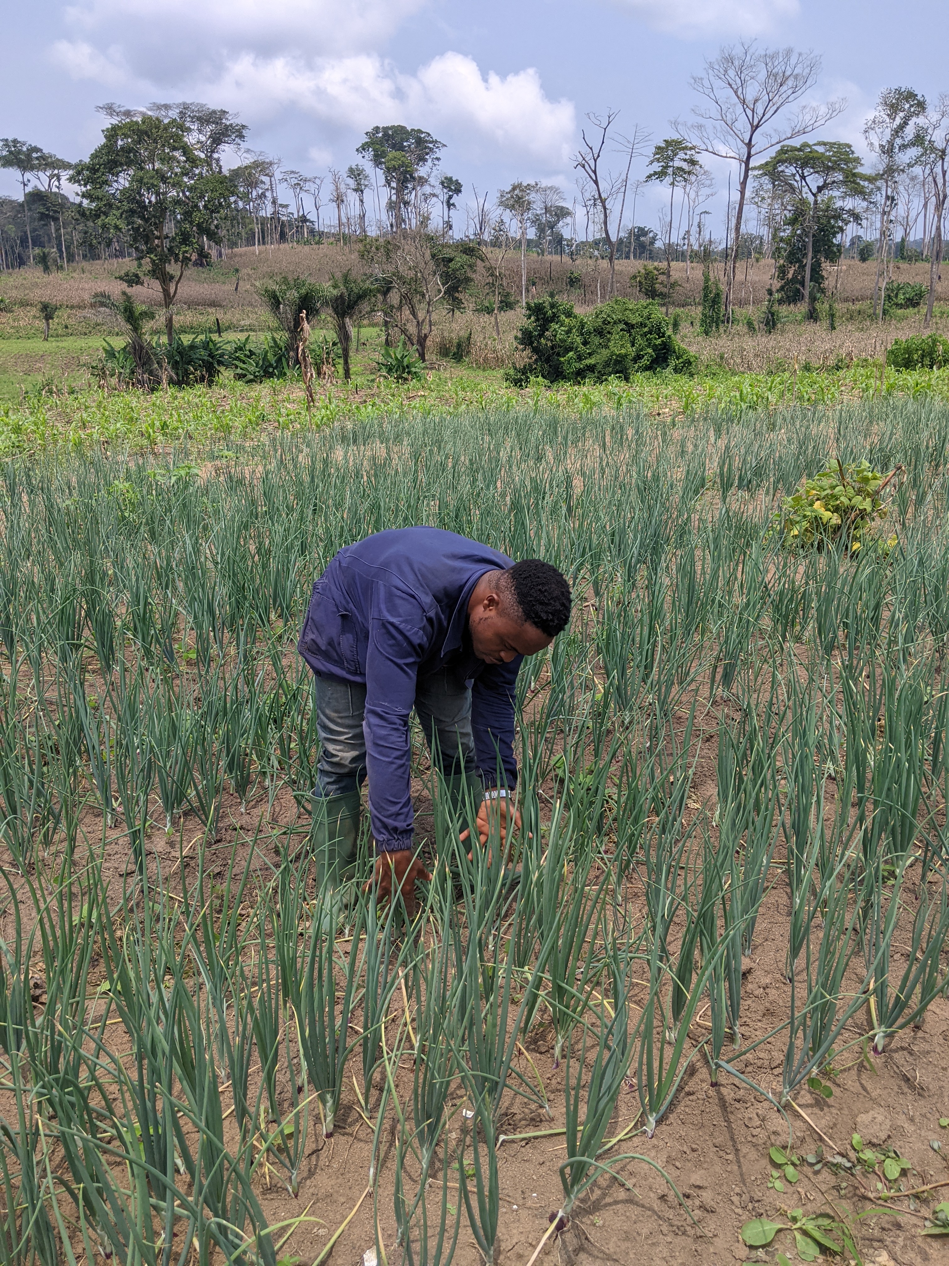 Stonefarms Impact 13