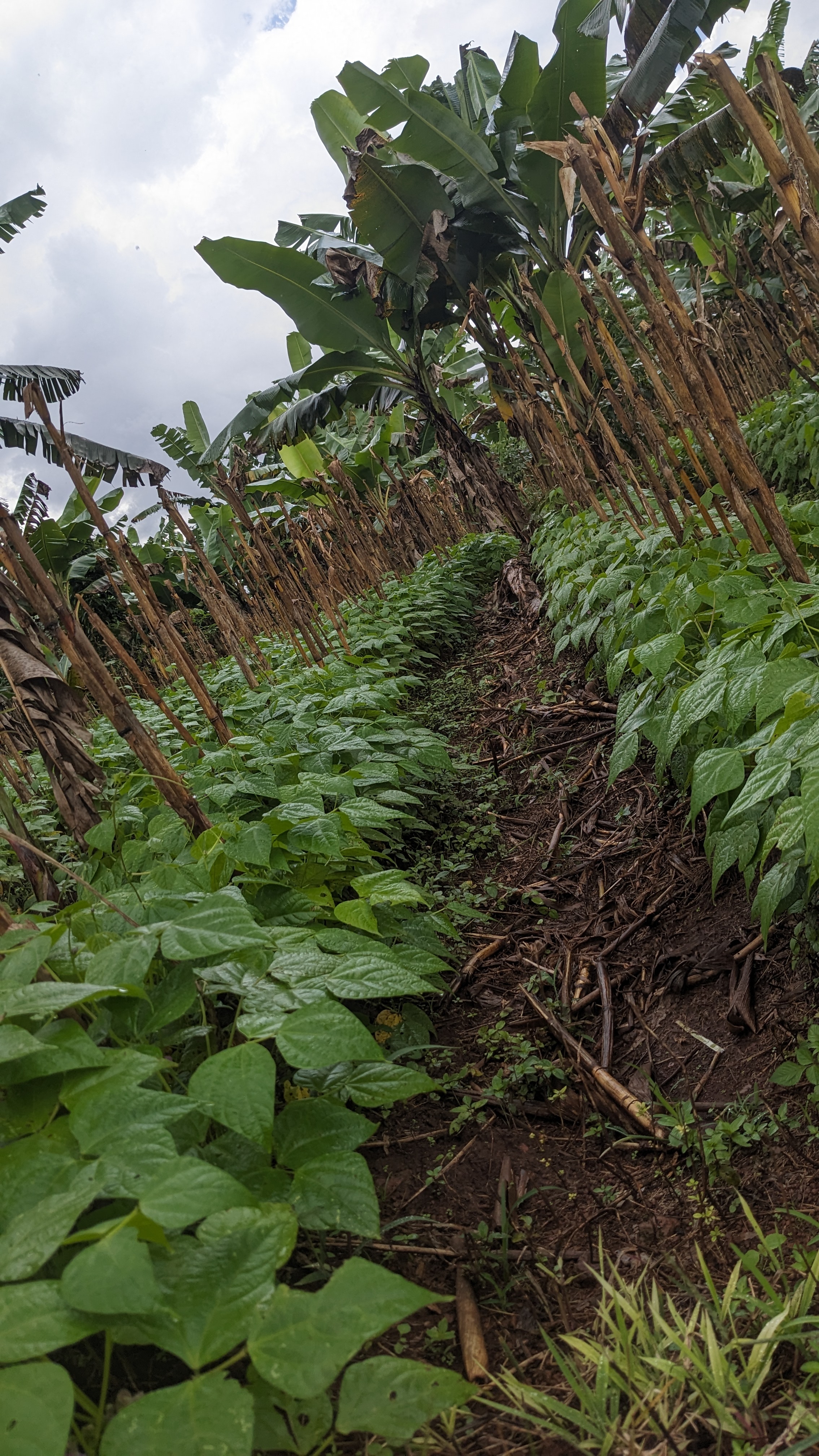Stonefarms Impact 24