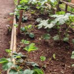 PXL_20250606_090032589.PORTRAIT[2]