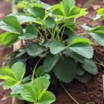 PXL_20250606_090110777.PORTRAIT[1]