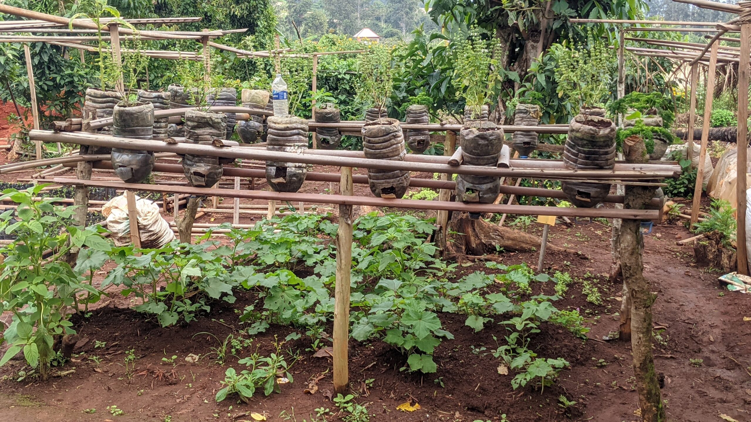 PXL_20250606_090415432.PORTRAIT[1]