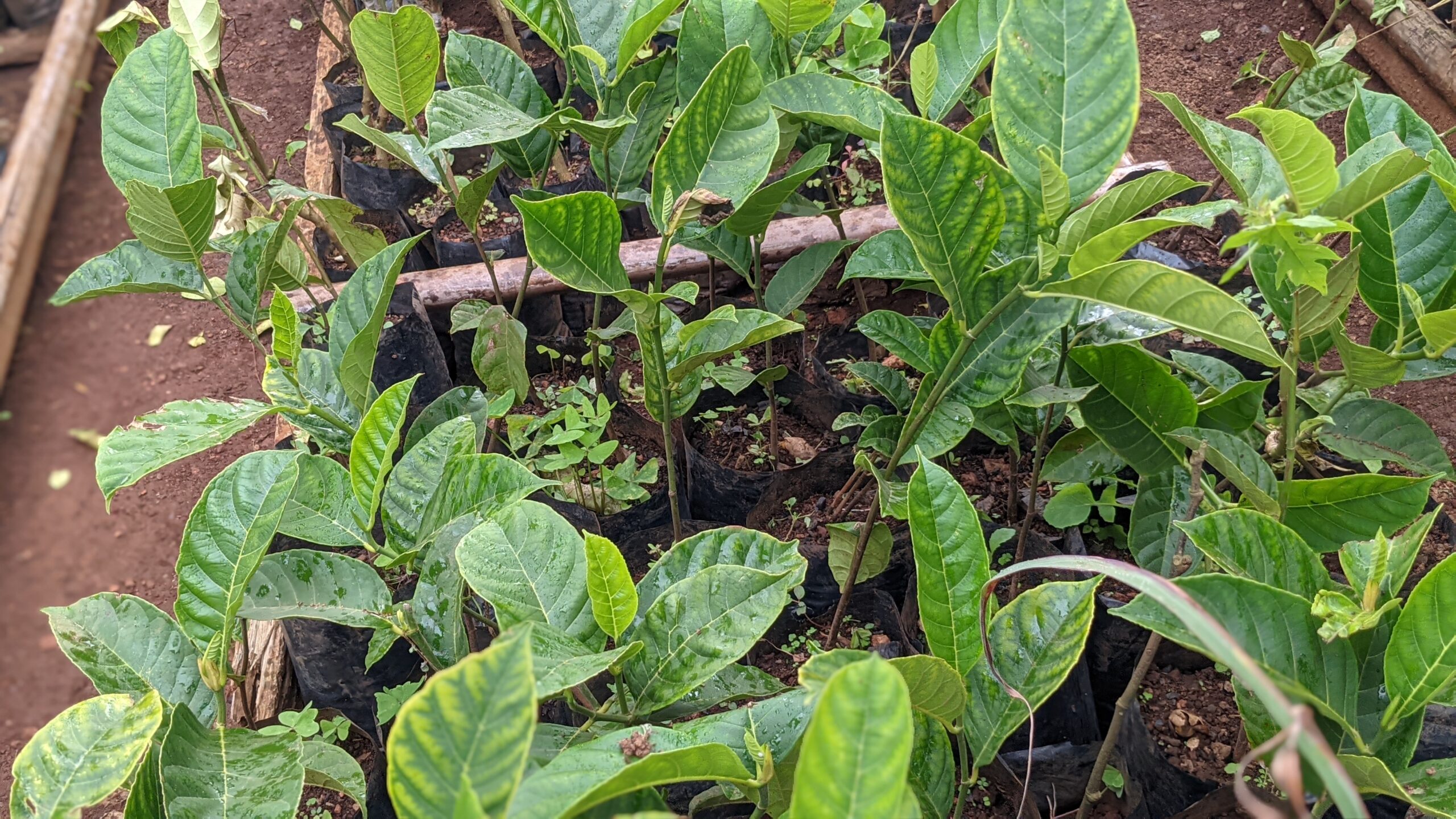 PXL_20250618_131153120.PORTRAIT[1]