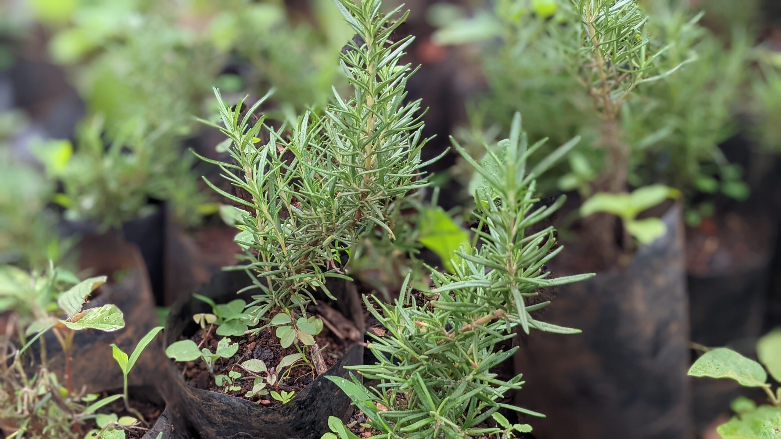 PXL_20250618_131416855.PORTRAIT[1]